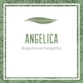 Angelica herbal extract