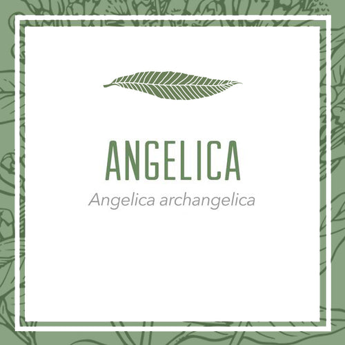 Angelica herbal extract