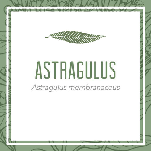 Astragulus herbal extract