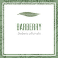 Barberry herbal extract