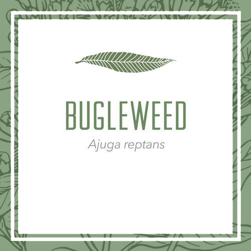 Bugleweed herbal extract