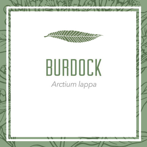 Burdock herbal extract