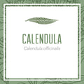 Calendula herbal extract