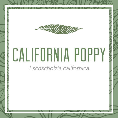 California Poppy herbal extract