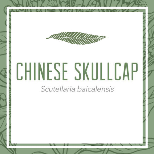Chinese Skullcap herbal extract