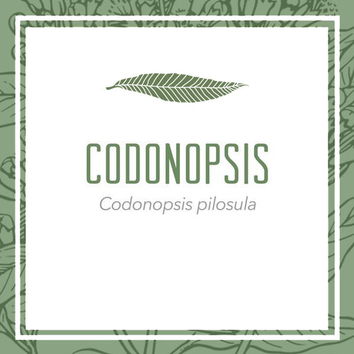 Codonopsis herbal extract