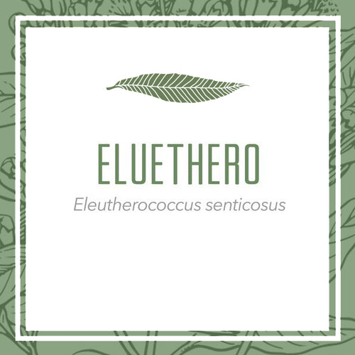 Eluethero Root/Siberian Ginseng herbal extract