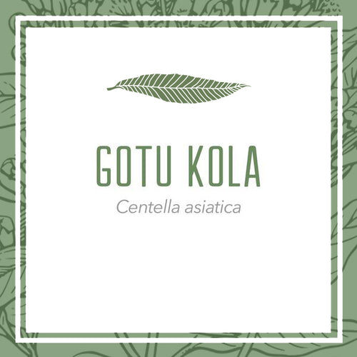 Organic Fresh and Dry Gotu Kola Herbal Extract (Centella asiatica)