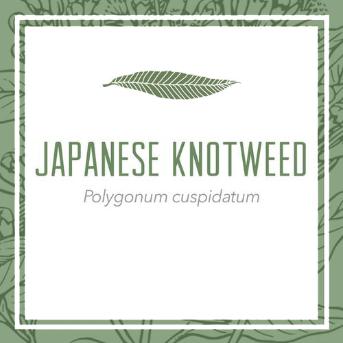 Organic Japanese Knotweed Rhizome Herbal Extract (Polygonum cuspidatum)