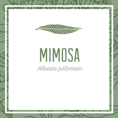 Mimosa Bark Herbal Extract (Albezia julibrissin)