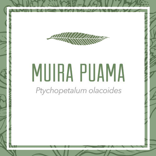 Ethically Wildcrafted Muira Puama Root Herbal Extract