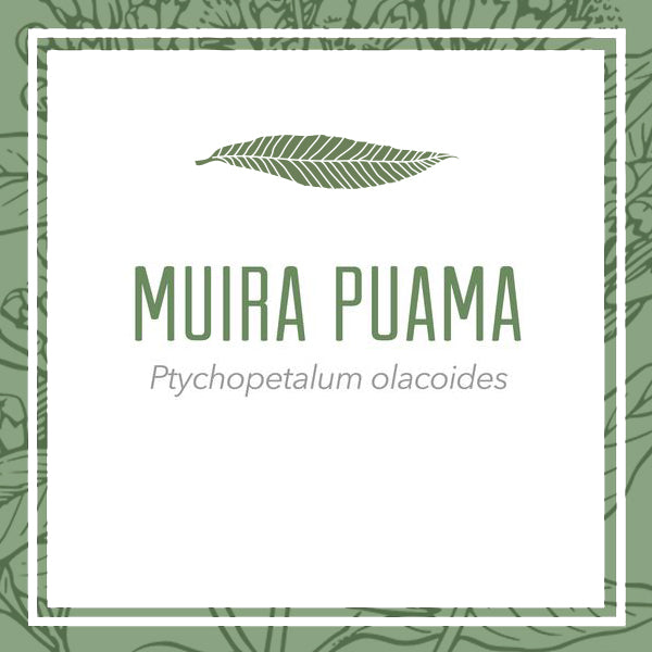 Ethically Wildcrafted Muira Puama Root Herbal Extract
