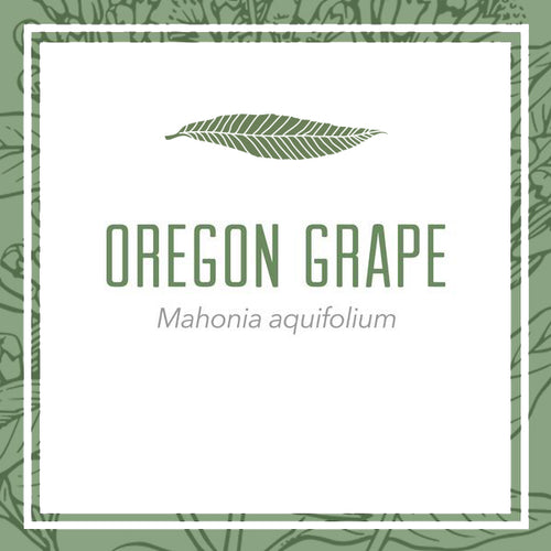 Organic Oregon Grape Root Herbal Extract (Mahonia aquifolium)