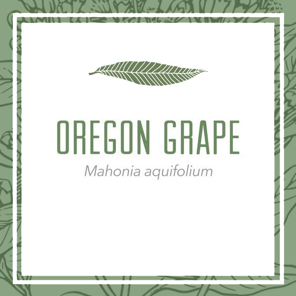 Organic Oregon Grape Root Herbal Extract (Mahonia aquifolium)