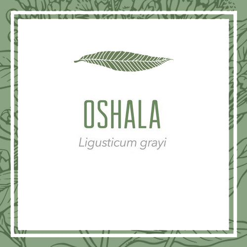 Ethically Wildcrafted Oshala Herbal Extract (Ligusticum grayi)