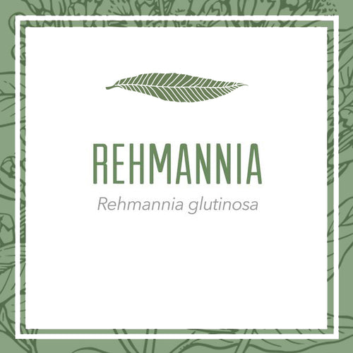 Rehmannia Root Herbal Extract (Rehmannia glutinosa)
