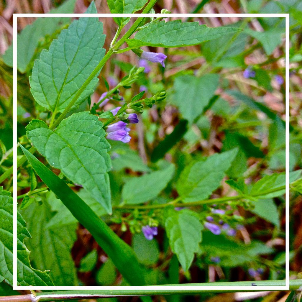 Fresh Skullcap Herbal Extract (Scutellaria lateriflora) – Sierra Herb ...