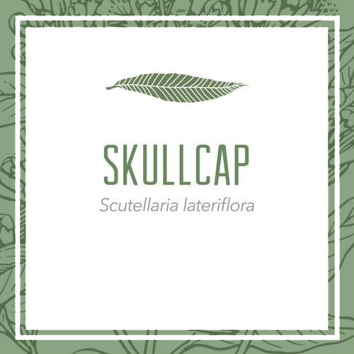 Fresh Skullcap Herbal Extract (Scutellaria lateriflora)