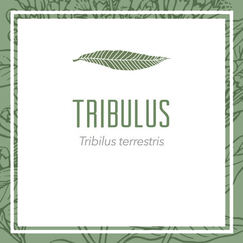 Tribulus Herbal Extract (Tribilus terrestris)