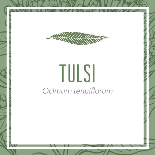 Organic Fresh Tulsi Herbal Extract (Ocimum tenuiflorum)