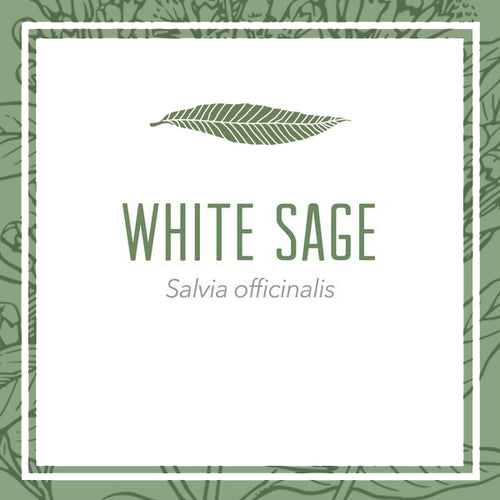 Organic White Sage Herbal Extract (Salvia officinalis)